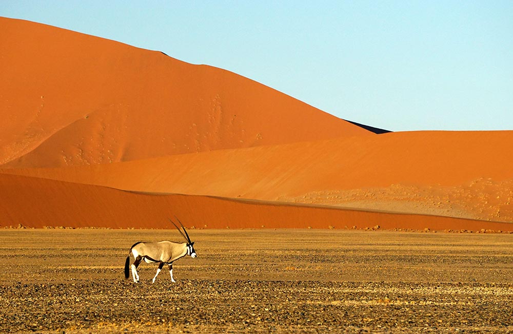 Oryx Namibie 