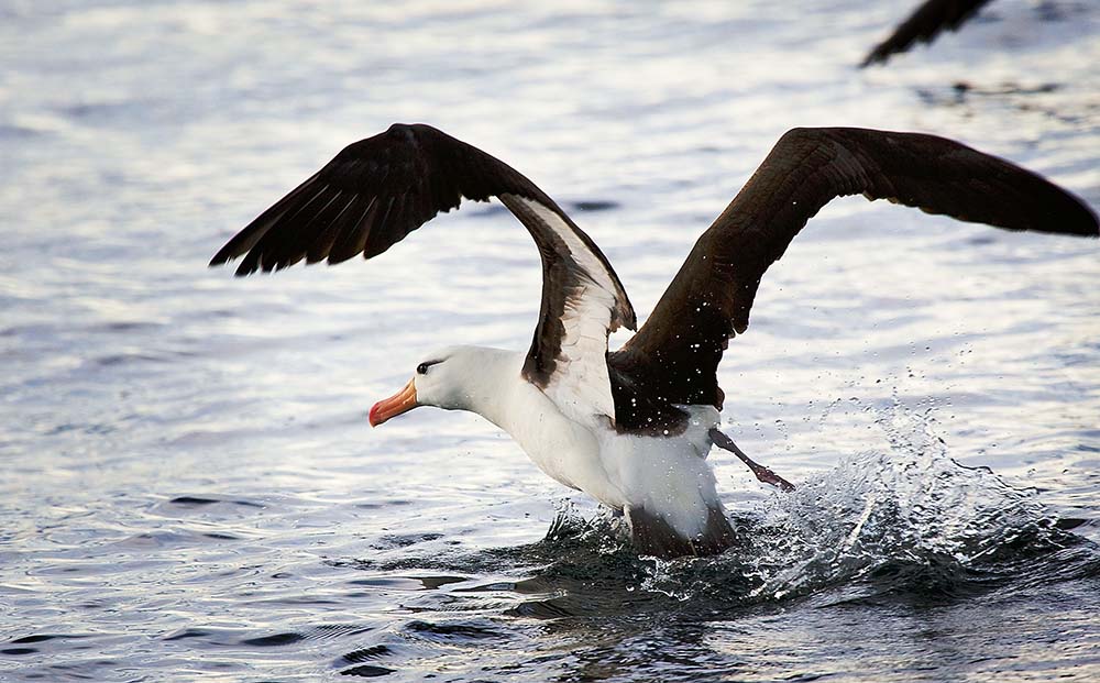 Albatros à sourcils noirs