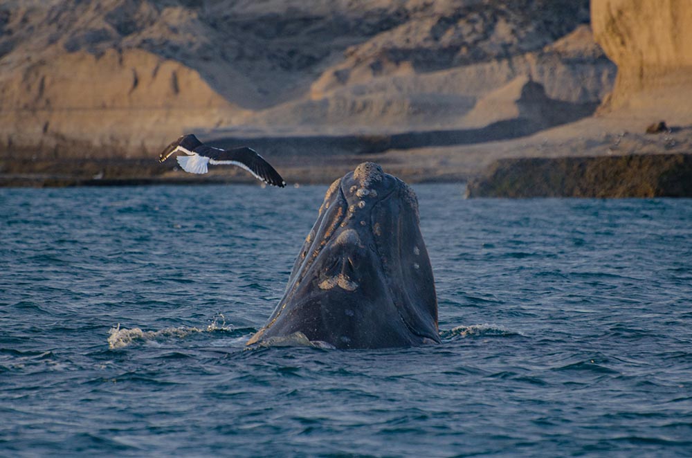 BaleiBaleine franche australe - ©gonzalo-esteguy Unsplashne franche australe