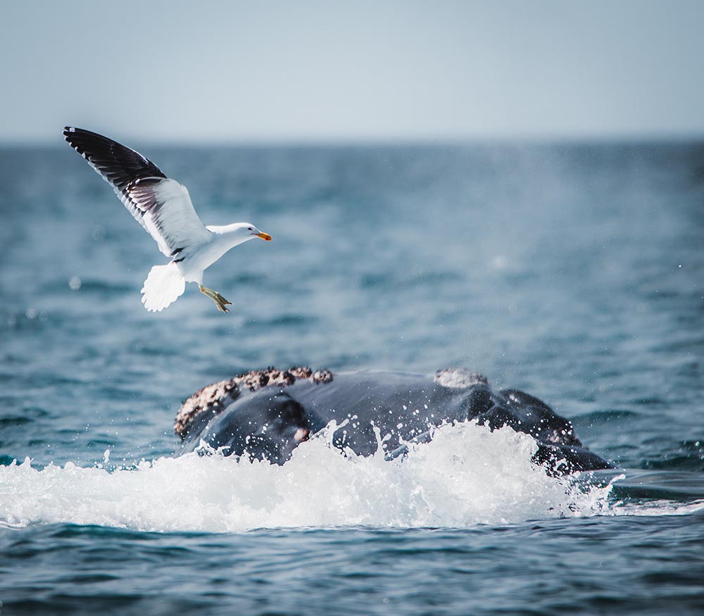 Baleine franche Valdés - ©fermin-rodriguez-penelas Unsplash