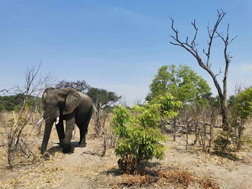 éléphant zambèze