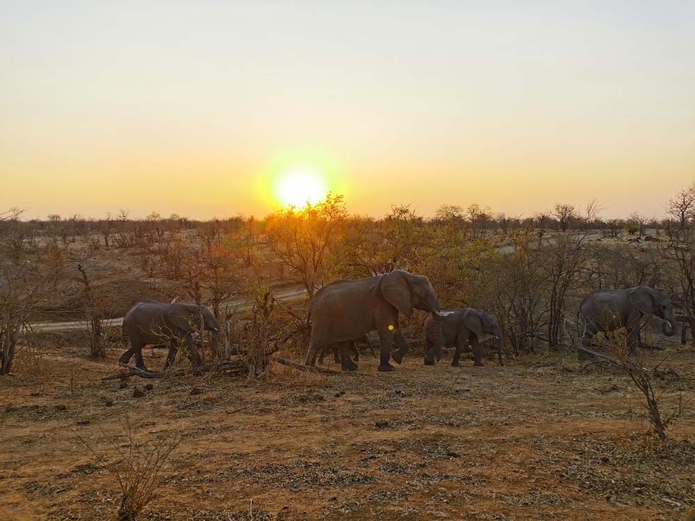 éléphants zambèze