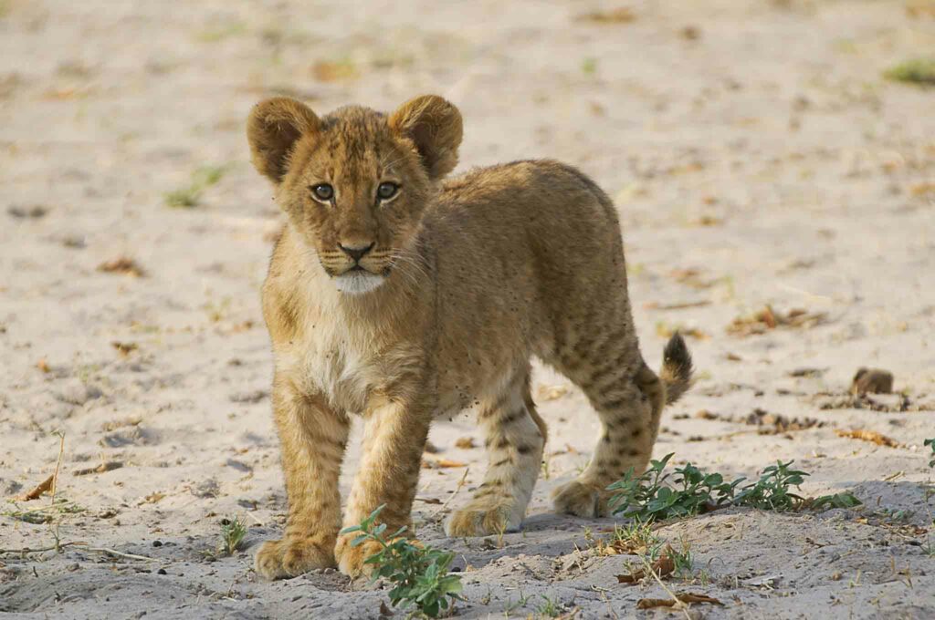 Lionceau Zambeze