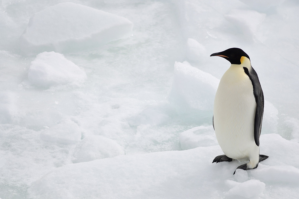 Manchot empereur Péninsule Antarctique