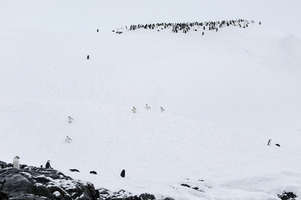MAnchots à Jugulaire - Antarctique 