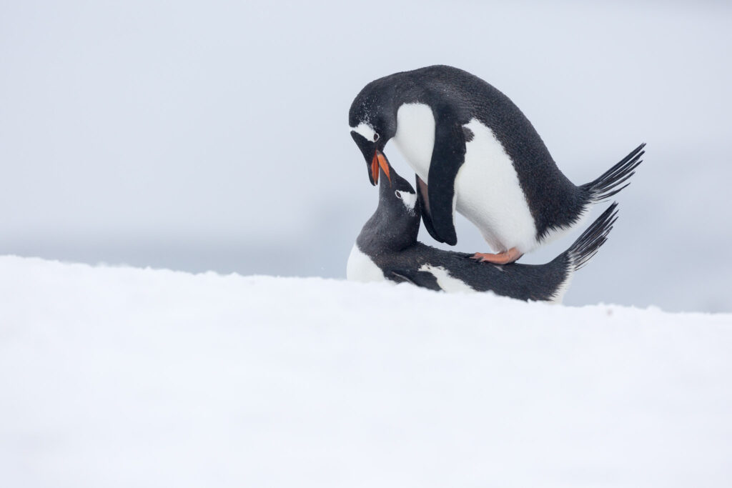 Manchots papous dans l'intimité