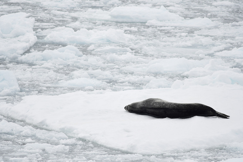 léopard des mers - ANtarctique