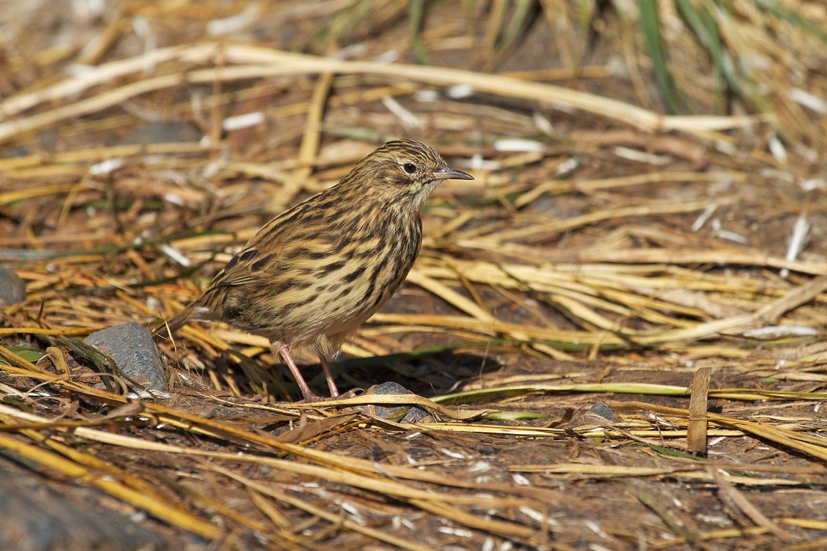 Pipit Antarctique