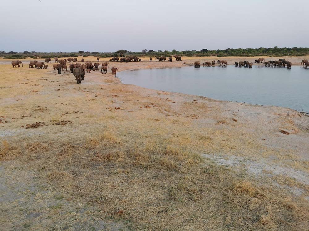 Savane éléphants