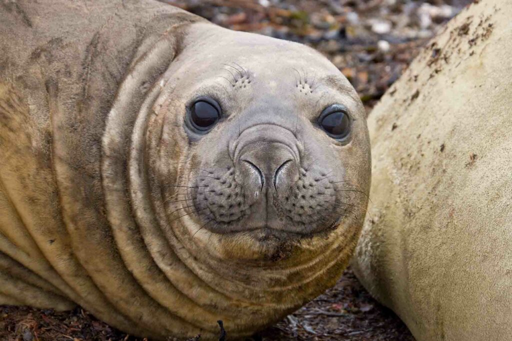 Elephants de mer 