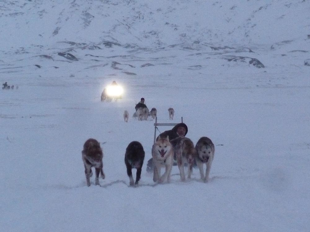 Chien de traineau ilulissat