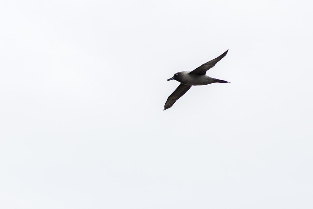 Albatros Fuligineux à dos clair