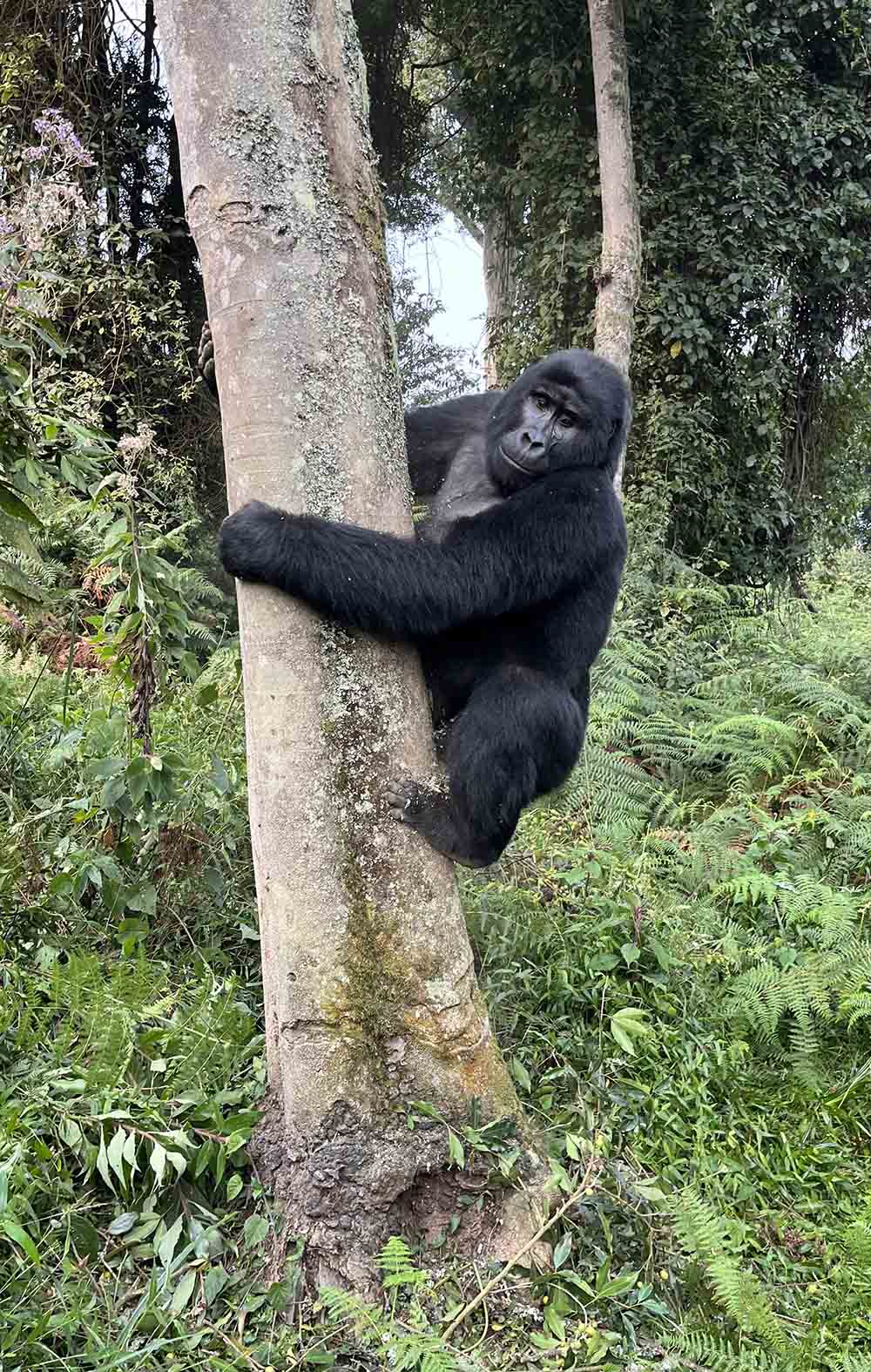 Gorille ouganda