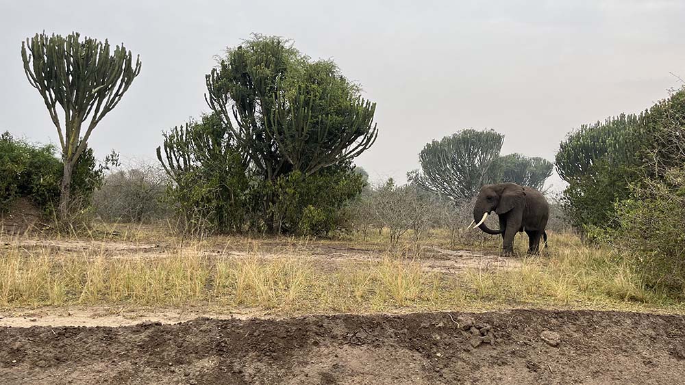éléphant ouganda