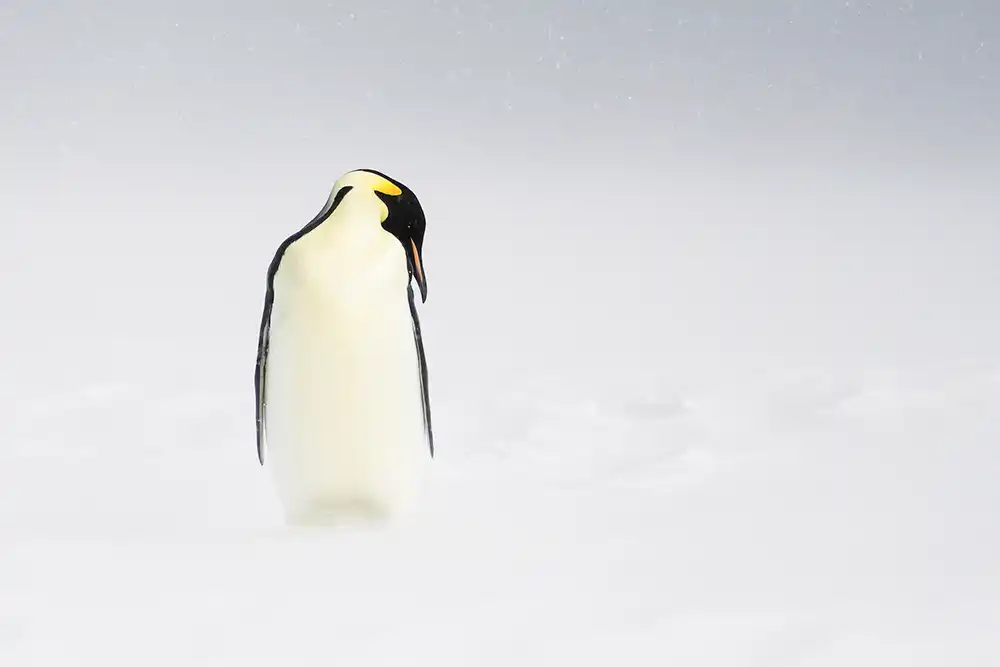 manchot empereur sur banquise - Antarctique