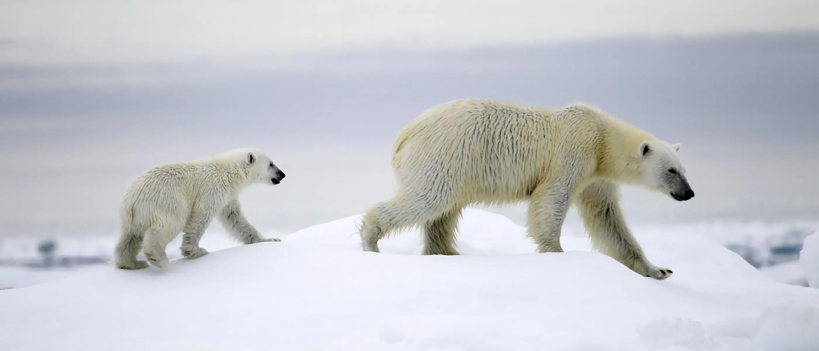 Ours polaire et ourson Ours Polaire