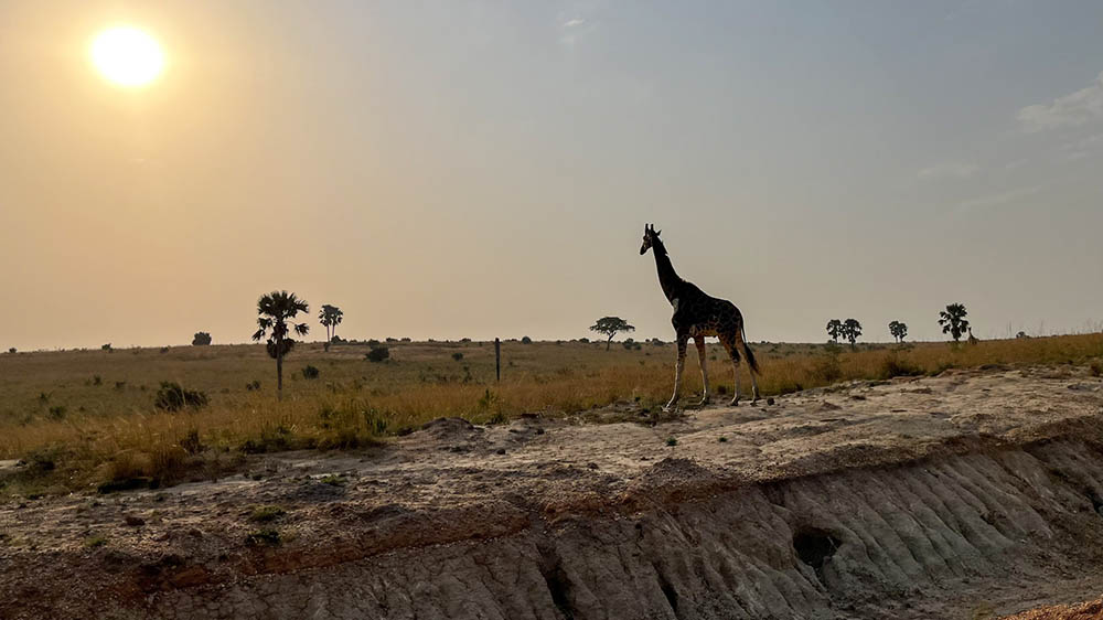 Ouganda Girafe