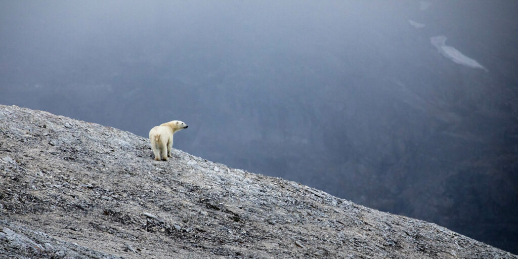 Ours Polaire Spitzberg Croisière Svalbard-min