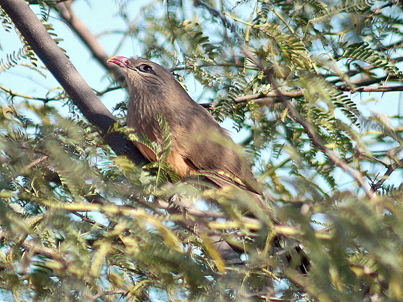 Malkoha Sirkir