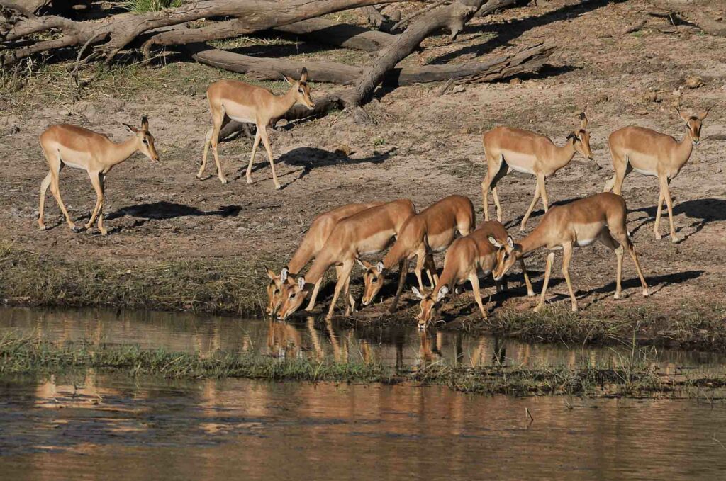 Impala zambeze