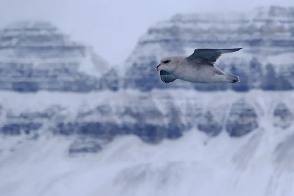 Pétrel Fulmar