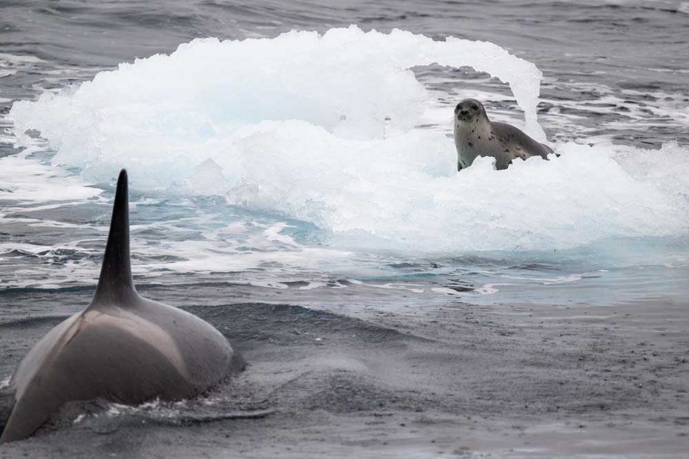 Attaque-chasse-orque-phoque 