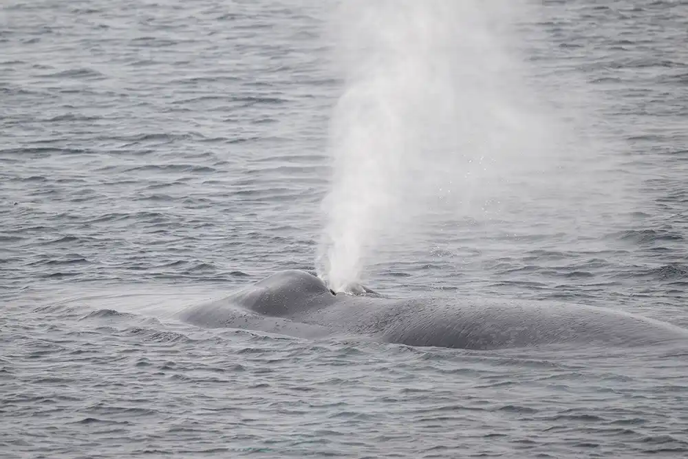 Baleine Groenland