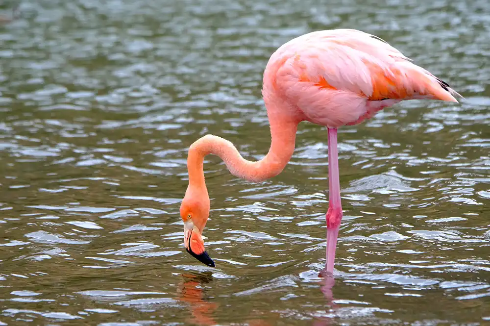 Flamand rose Galapagos