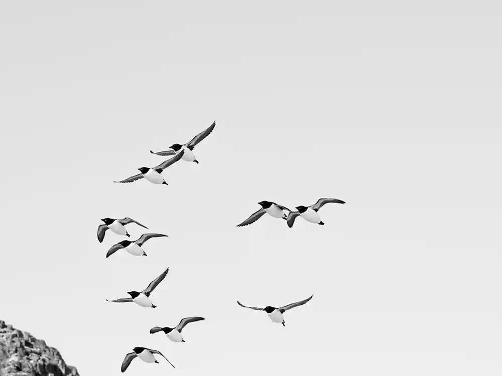 Guillemots de Brunnich Spitzberg