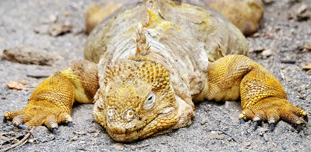 Iguane terrestre Galapagos