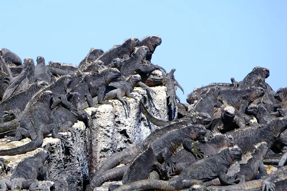 Iguanes marins Galapagos