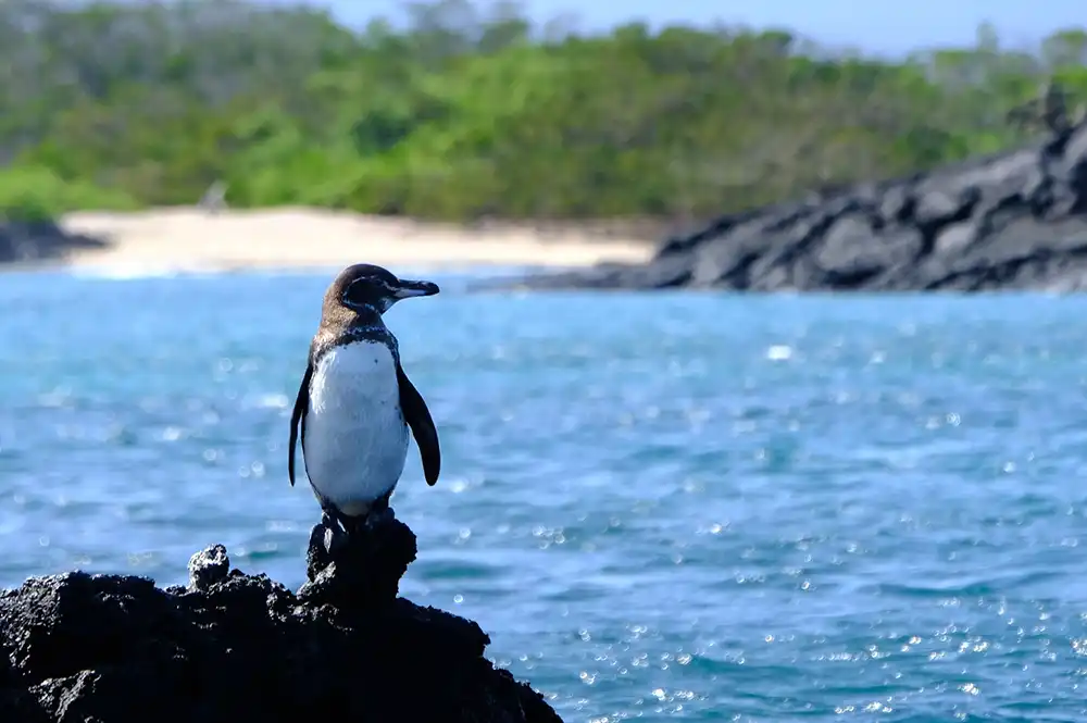 Manchot des Galapagos