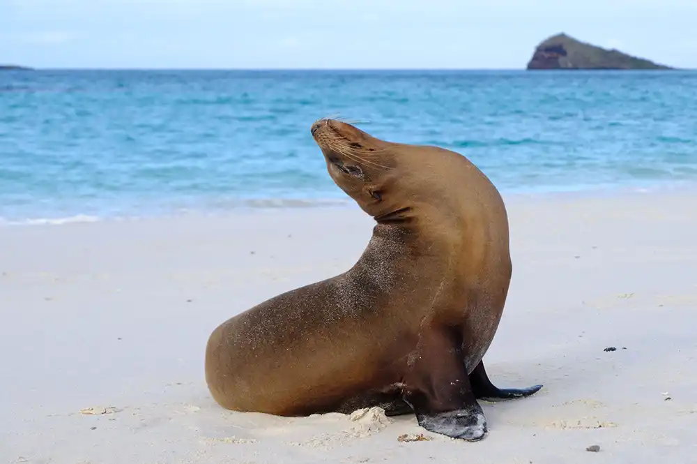 Otarie Galapagos