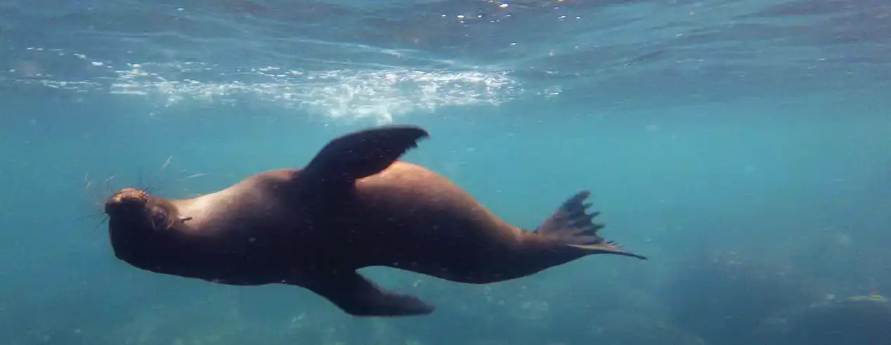 Otaries des Galapagos