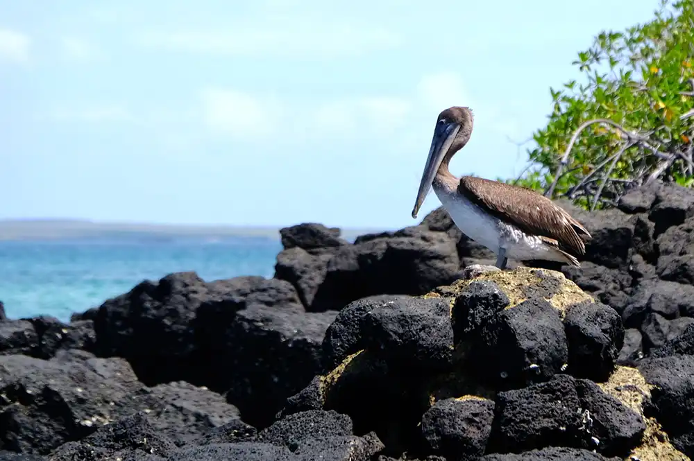Pelican brun