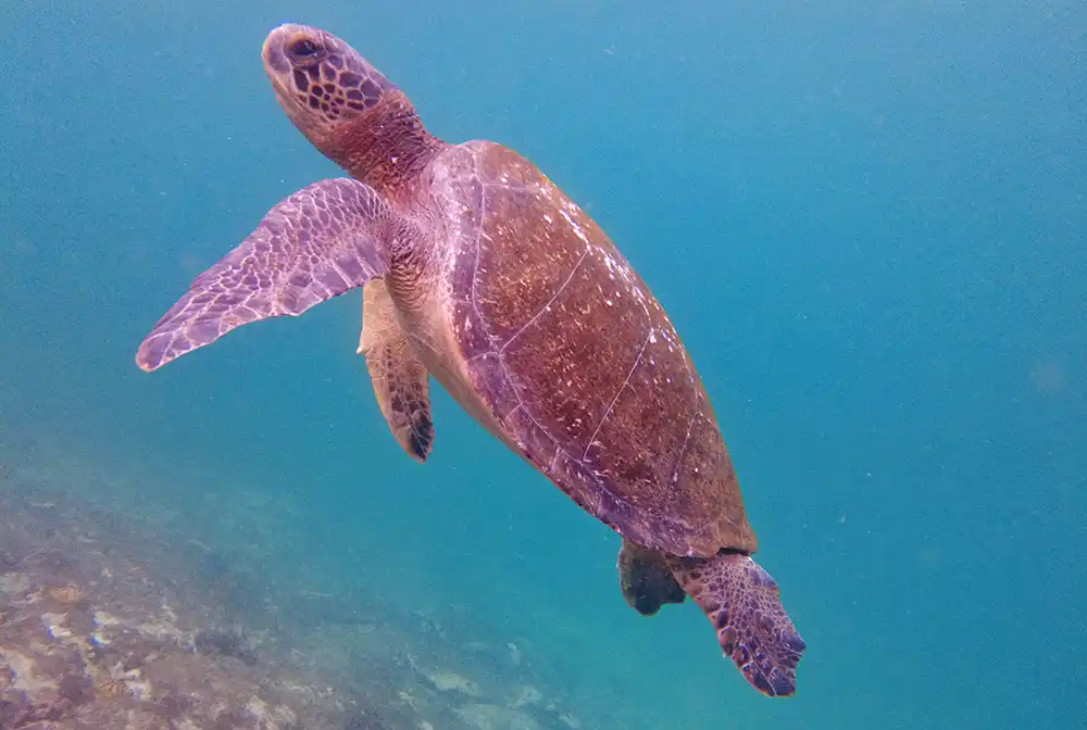 Tortue Galapagos