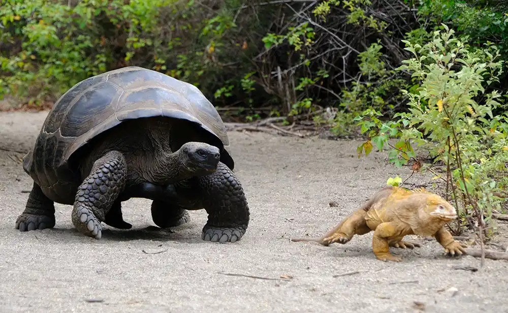 Tortue iguane Galapagos