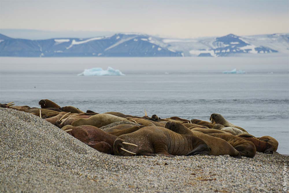 Morses svalbard