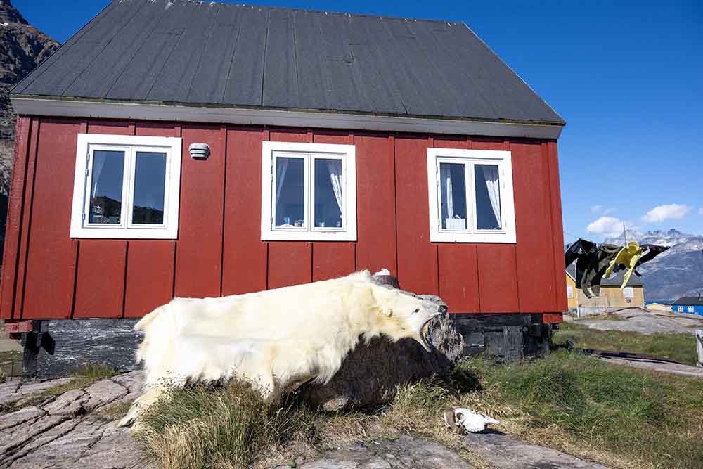 Peau d'ours Groenland