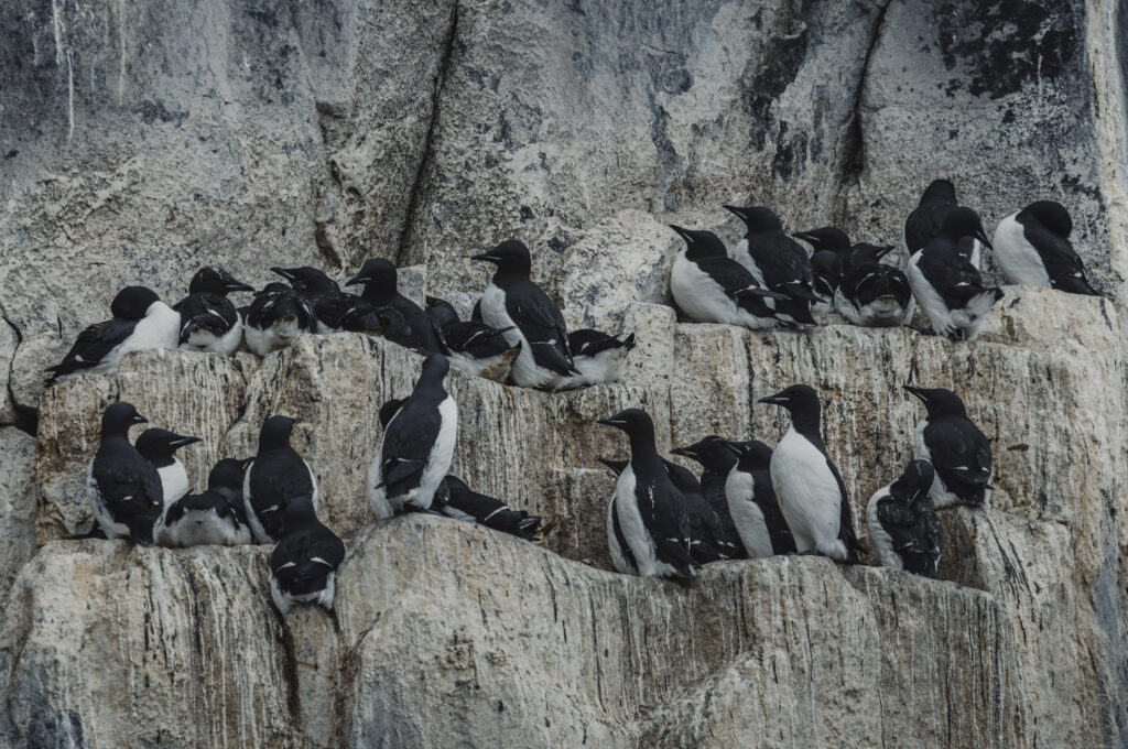Guillemots de Brunnich