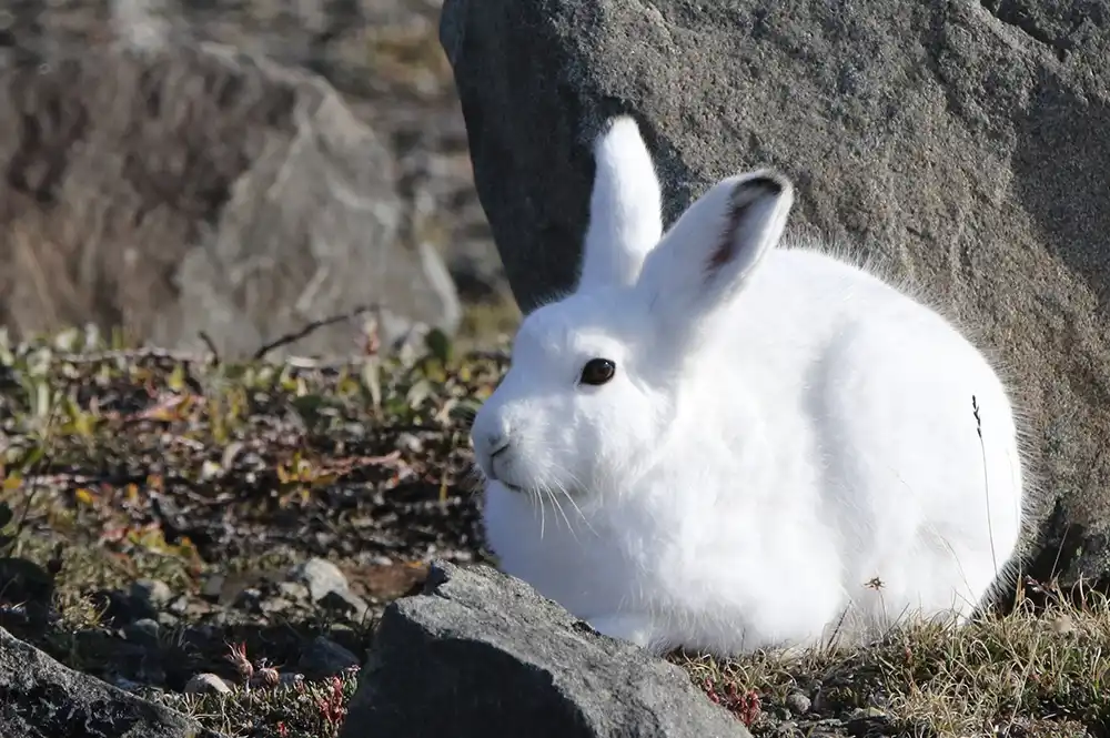 Lièvre arctique Groenland