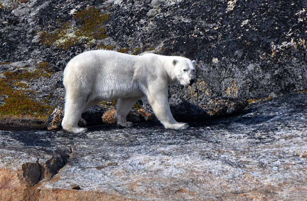 Ours blanc Canada Nunavut