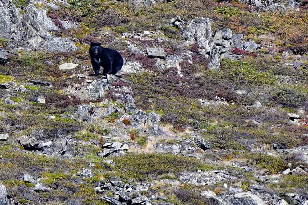 Ours noir Canada Nunavut