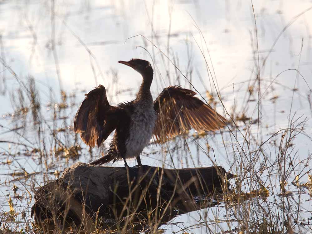 Cormoran africain