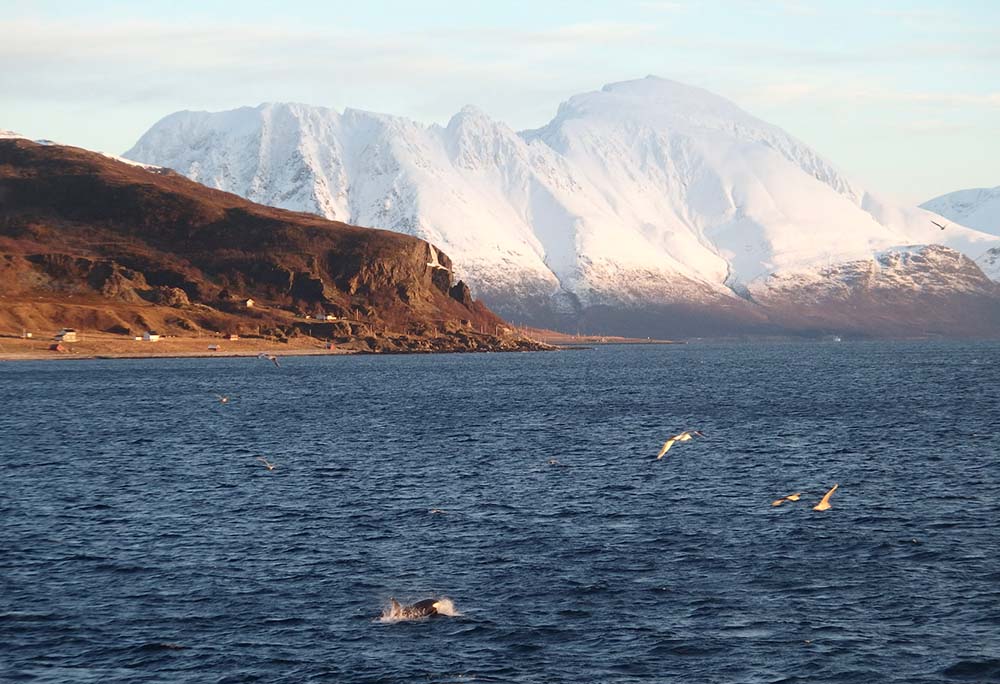 Norvège orque Fjord