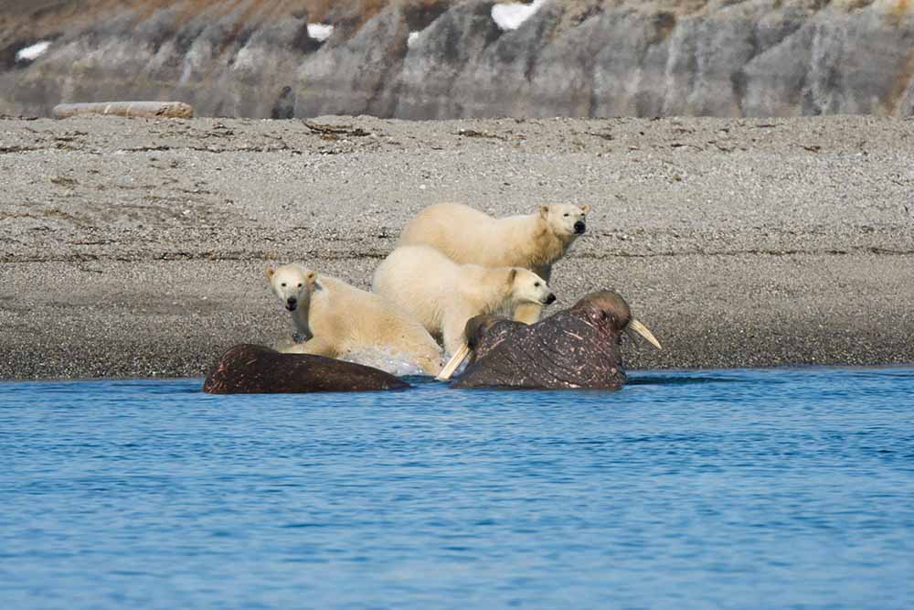 Famille ours et morses