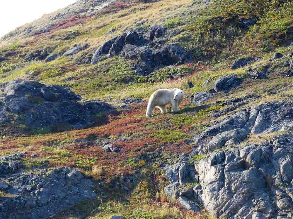 Ours polaire Nunavut Canada