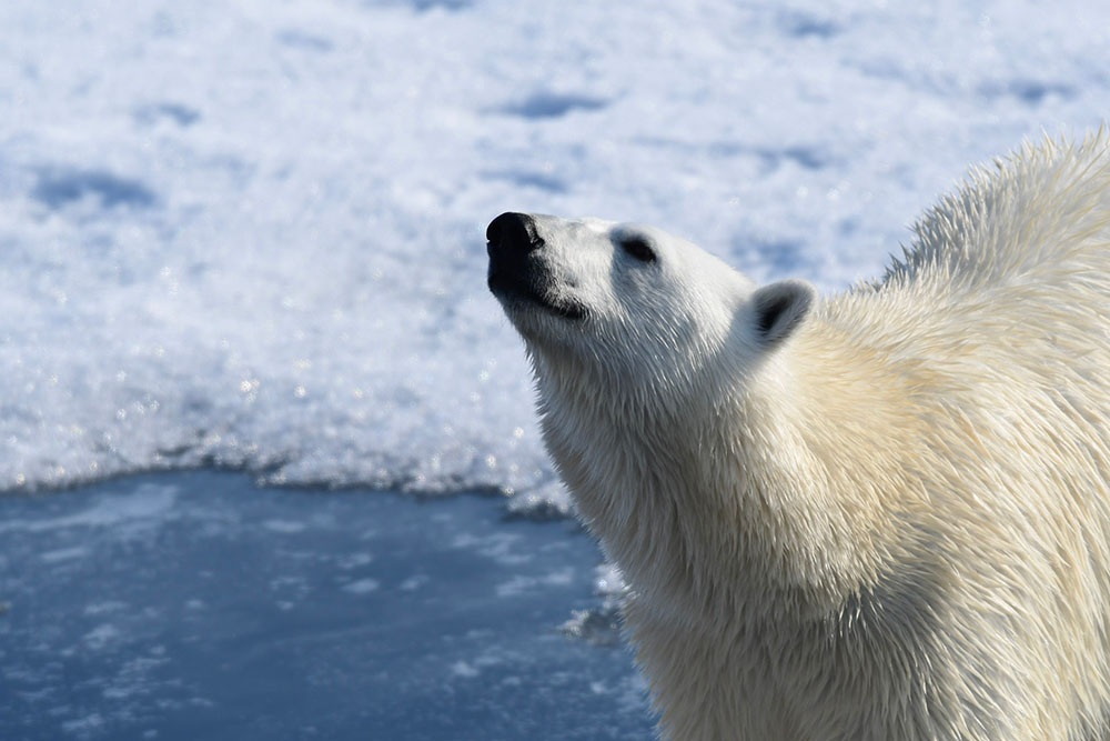 Ours polaire Spitzberg Svalbard