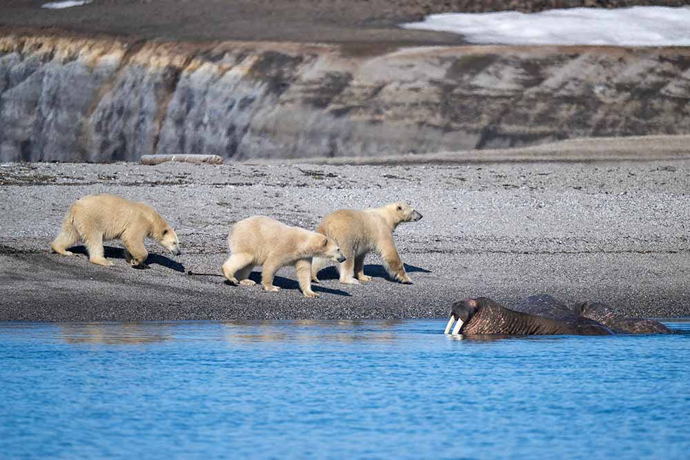 Famille ours