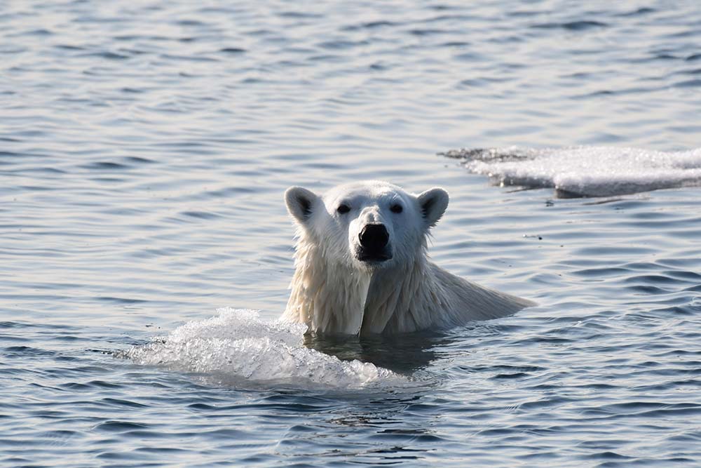 Ours polaire dans l'eau Spitzberg Svalbard 
